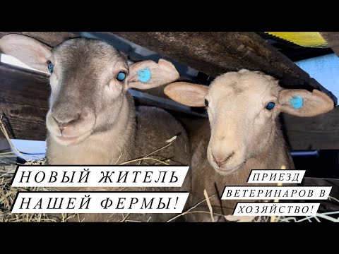 Видео: Привезли племенного барана Катумской породы! Показываем наши сыры! Молочная и мясная переработка!