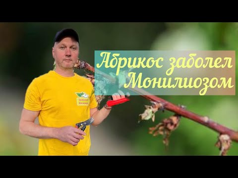 Видео: Монилиоз.Камедетечение.