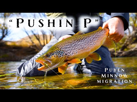 Видео: "PUSHIN P" | Съёмка и нахлыстовая рыбалка: миграция гольяна Пуен в Патагонии (кормление форели)