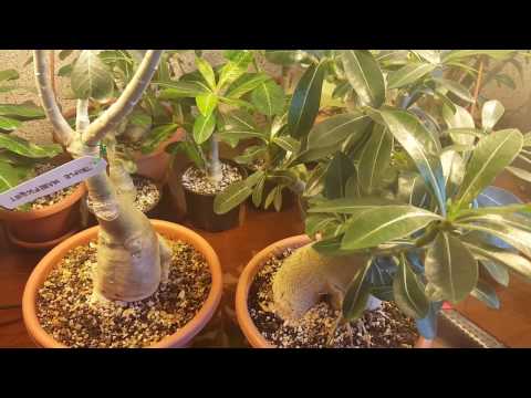 Видео: Прививка Адениумов