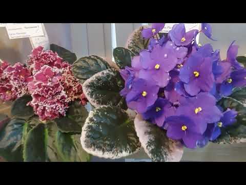 Видео: Сортовые фиалки. "Дом фиалки". Москва.