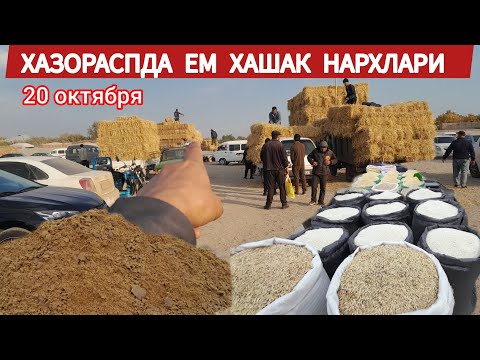 Видео: ХАЗОРАСПДА ЕМ ХАШАК НАРХЛАРИ 20  ОКТЯБРЯ 2024.Г