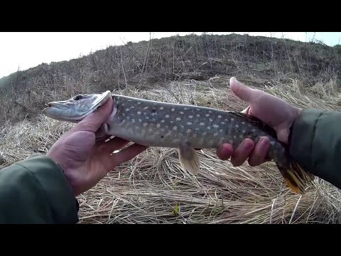 Видео: 20 апреля 2023. Щука на мормышку. Боковой кивок.