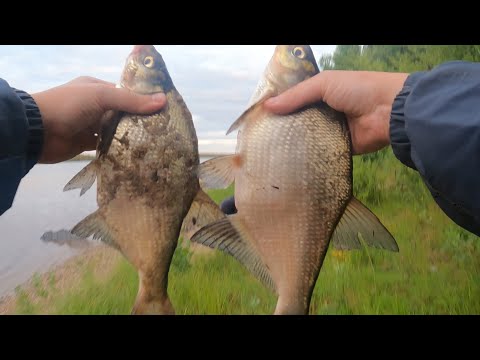 Видео: ЛОВЛЯ ЛЕЩА НА МИНИ-БОЙЛЫ. ФИДЕР. ТВЕРСКАЯ. РЕКА КАМА