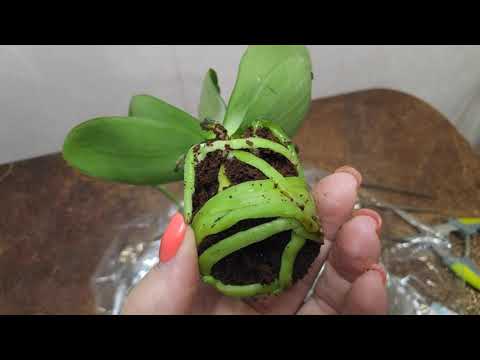 Видео: 12.11.21.новая уцененная мини  ОРХИДЕЯ из ОБИ Мега Парнас.