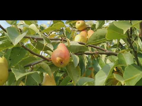 Видео: Груша-  Талгарская красавица. Достоинства и недостатки. Личное мнение.