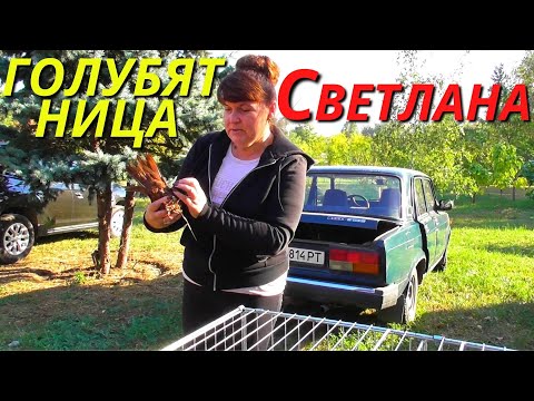 Видео: ЯРМАРКА ГОЛУБЕЙ г.Павлоград 01.10.2023 Голуби▶ Продажа▶ Цены💲📞 2-я часть