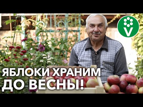 Видео: ЯБЛОКИ И ГРУШИ СОХРАНЯТСЯ ВСЮ ЗИМУ! Сочные плоды, как только что с дерева!