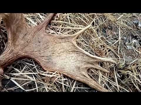 Видео: Поиск рогов... Не доехал пошёл пешком...