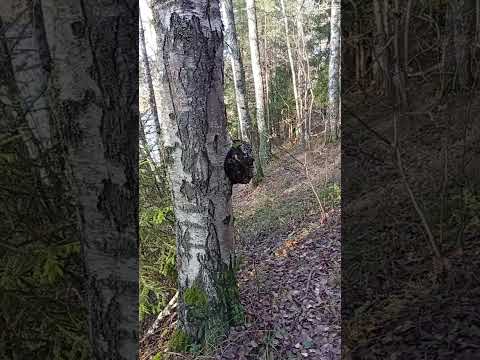 Видео: Лес в начале ноября. Тверская область.