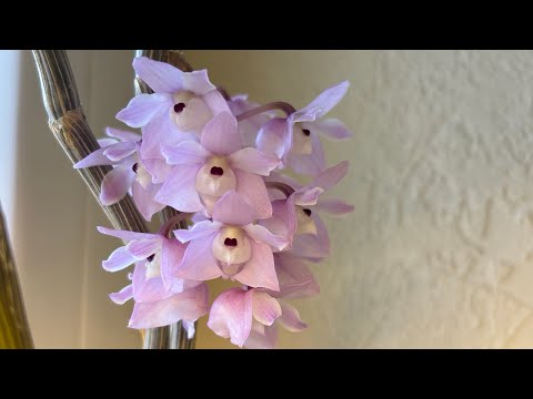 Видео: Цветение орхидей в апреле 2025