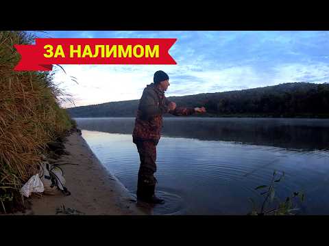 Видео: ЛОВЛЮ НАЛИМА. Здесь живёт ВОДЯНАЯ ЗВЕРЮГА. Заброс донок и их проверка.