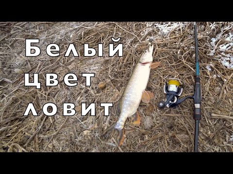 Видео: ПРОГУЛКА по ДОНУ со спиннингом. ЛОВИМ на КРАКОЗЯБРЫ.