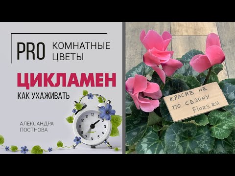 Видео: Цикламен - цветущее зимой комнатное растение. Домашние цветы необыкновенной красоты.