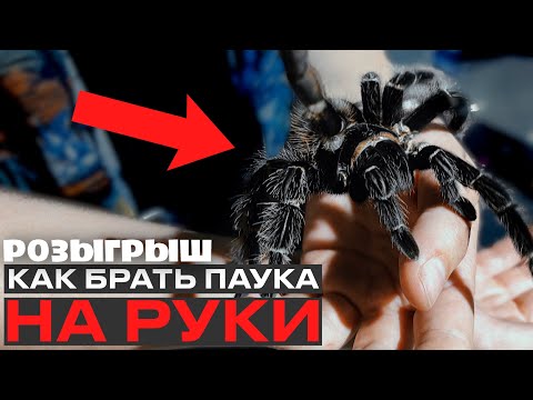 Видео: РОЗЫГРЫШ | КАК ПРАВИЛЬНО ВЗЯТЬ ПАУКА НА РУКИ? И другие новости на планете и в магазине