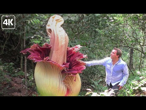 Видео: Растения-супергерои