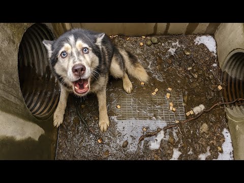 Видео: Хаски провалилась в канализацию и не могла выбраться...Её крики о помощи услышали случайно!