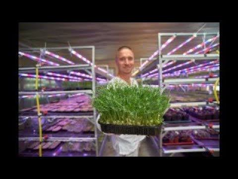 Видео: Практикум Микрозелень - Посев