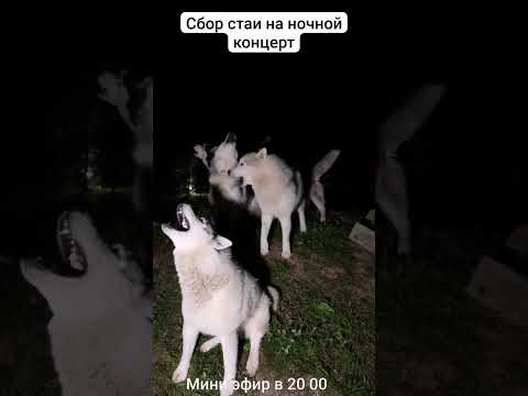 Видео: ночной концерт #хаски #собаки #питомцы