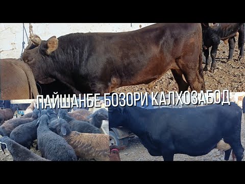 Видео: ПАЙШАНБЕ БОЗОРИ КАЛХОЗАБОД 👍 👍 