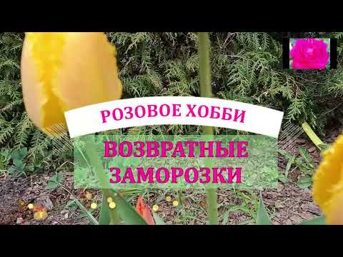 Видео: РОЗЫ. МОРОЗЫ ВОЗВРАЩАЮТСЯ!? ЧТО ДЕЛАТЬ?
