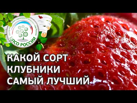 Видео: Какой сорт клубники самый лучший. Какие сорта клубники сажать на участке.