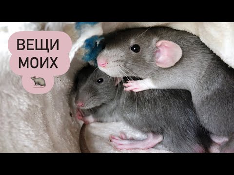 Видео: Что есть у моих крыс | Обзор вещей моих крыс 🐀