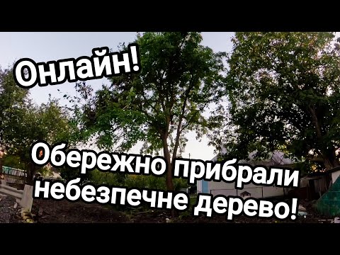 Видео: Купив хату в селі! Обережно валимо небезпечне дерево! Пиляю величезну шовковицю онлайн!Стає просторо