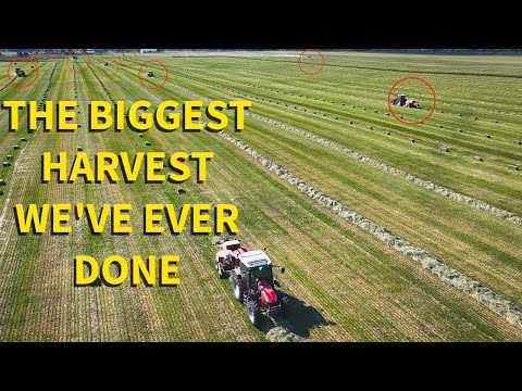 Видео: Мы попытались упаковать 16 000 тюков теффа за один день — вот что из этого получилось