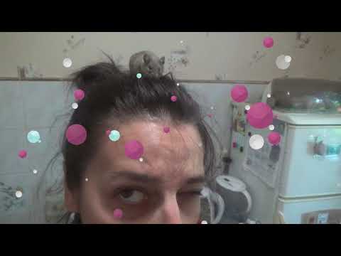 Видео: Моя любимая дикая мышка! Уборка в клетке у мышей!