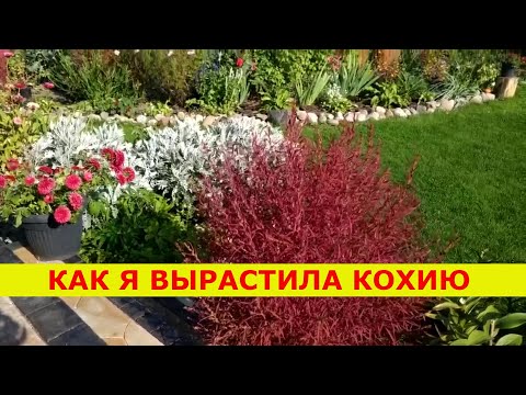 Видео: КАК МНЕ ВСЕ ТАКИ УДАЛОСЬ ВЫРАСТИТЬ КОХИЮ .  СУПЕР СПОСОБ