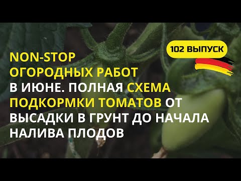 Видео: Дача в Германии. Мой опыт выращивания томатов. Как бы получить хороший урожай? Огурцы болеют?