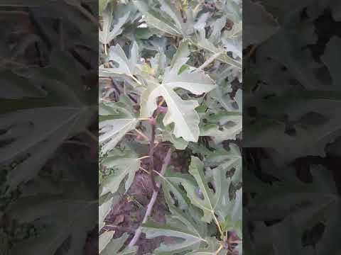 Видео: 19 октября 2025 г.