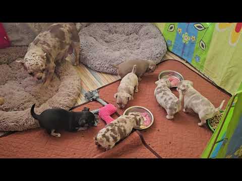 Видео: Доброе утро из дома #чихуахуа #Кастропуло #Крым 
