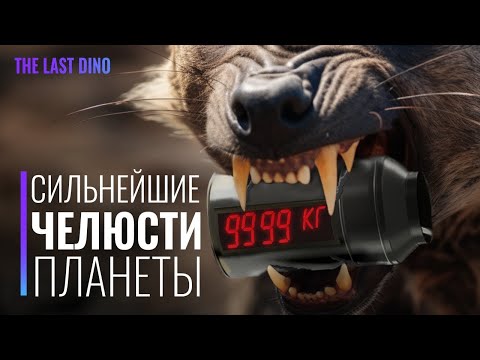 Видео: У кого Самый МОЩНЫЙ Укус за всю историю Планеты