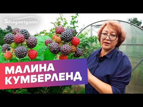 Видео: Малина Кумберленд: не болеет и всегда плодоносит / Ученицы Strogoorganic