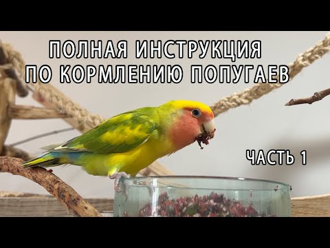 Видео: ПОЛНАЯ ИНСТРУКЦИЯ ПО КОРМЛЕНИЮ ПОПУГАЕВ ЧАСТЬ 1