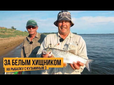 Видео: За белым хищником / На рыбалку с Кузьминым 3 // №9
