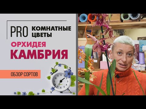 Видео: Камбрия - экзотическая орхидея | Гибрид  брассии, мильтонии и других орхидей | Как ухаживать