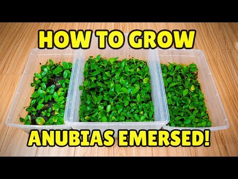 Видео: Как вырастить анубиас надводным!! (РАДИ ПРИБЫЛИ!)