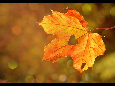 Видео: Золотая осень 🍁 Прекрасная музыка для души 🍂 Невероятно красивая Осень