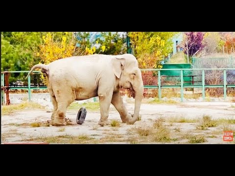 Видео: Никогда не видела слониху В ТАКОМ ГНЕВЕ, Джени требует чтобы пришел Витя!