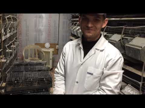 Видео: Шиншилловая ферма//Отвечаю на вопросы о сотрудничестве