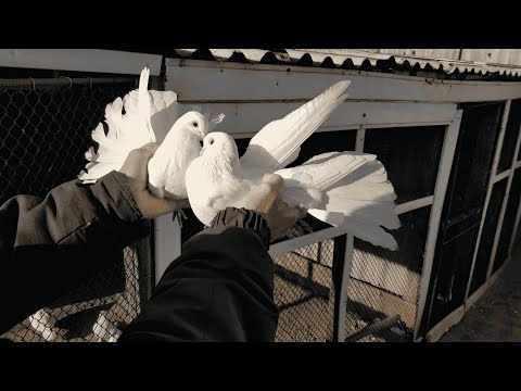 Видео: Николаевские Голуби моего дедушки оставленные на племя