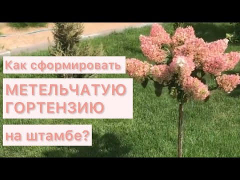 Видео: Как сформировать ГОРТЕНЗИЮ НА ШТАМБЕ , результат через два года