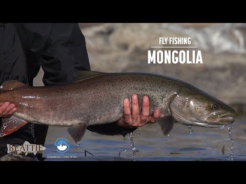 Видео: Нахлыстовая рыбалка на тайменя в Монголии: в погоне за крупнейшим в мире лососем