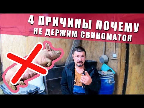 Видео: ПОЧЕМУ СВИНЬИ - ЭТО НЕ БИЗНЕС! (в нашем случае) 4 ПРИЧИНЫ ПОЧЕМУ НЕ ДЕРЖИМ СВИНОМАТОК. ХРЯК ЭДГАР