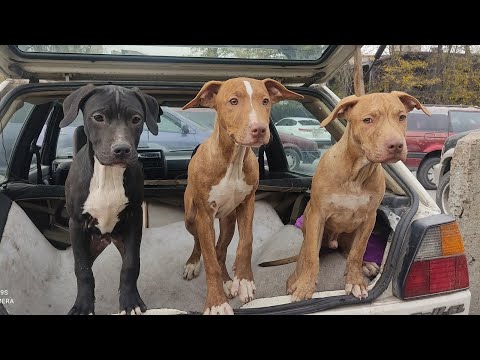 Видео: Ит базар 13.10.24. Бишкек. #итбазар #тоокбазар #животные #алабай #овчарка #хаски