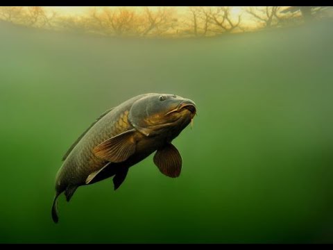 Видео: Як коропи спілкуються між собою. Цікаві факти про коропа.