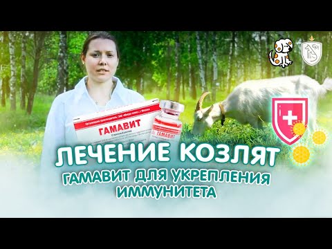 Видео: Лечение козлят / Гамавит для укрепления иммунитета